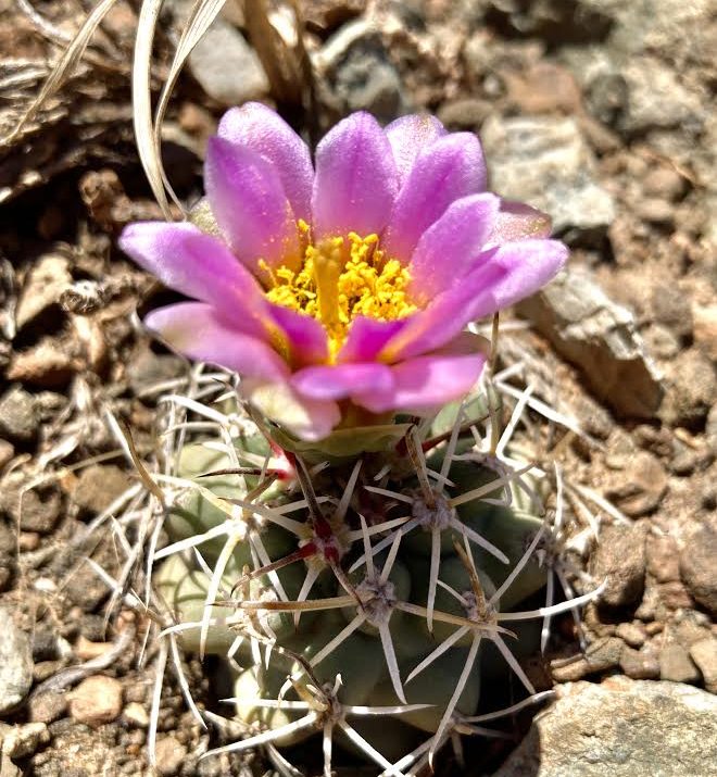 Image of Colorado Hookless Cactus (Sclerocactus glaucus) - available for sponsorship.