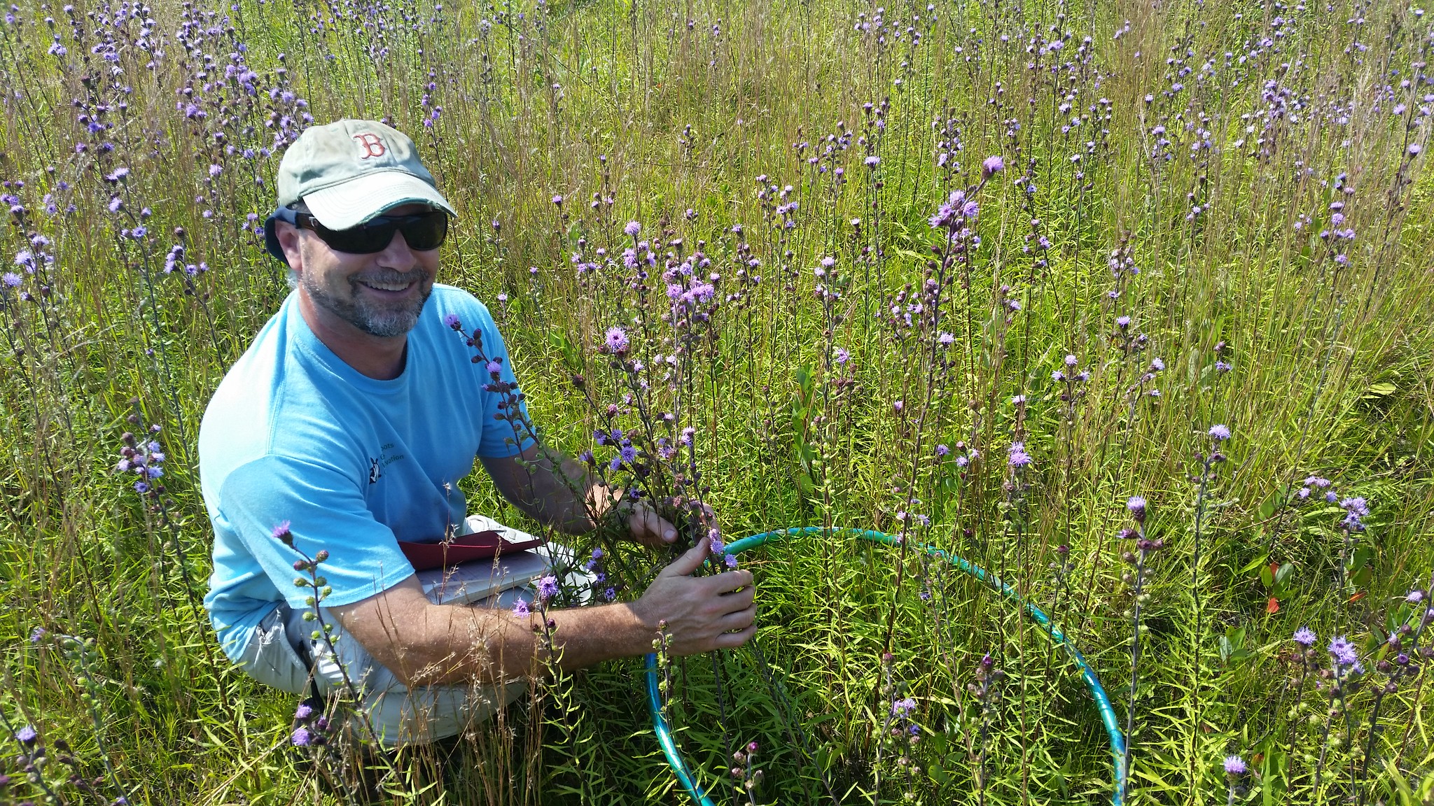 Image of Bryan Windmiller (ZNE Field Conservation Department) measuring density of flowering New England blazing star stems at Kennebunk Plains Conservation Area, Maine, one of the source sites for their reintroduction program (2015). Photo: Emilie Wilder