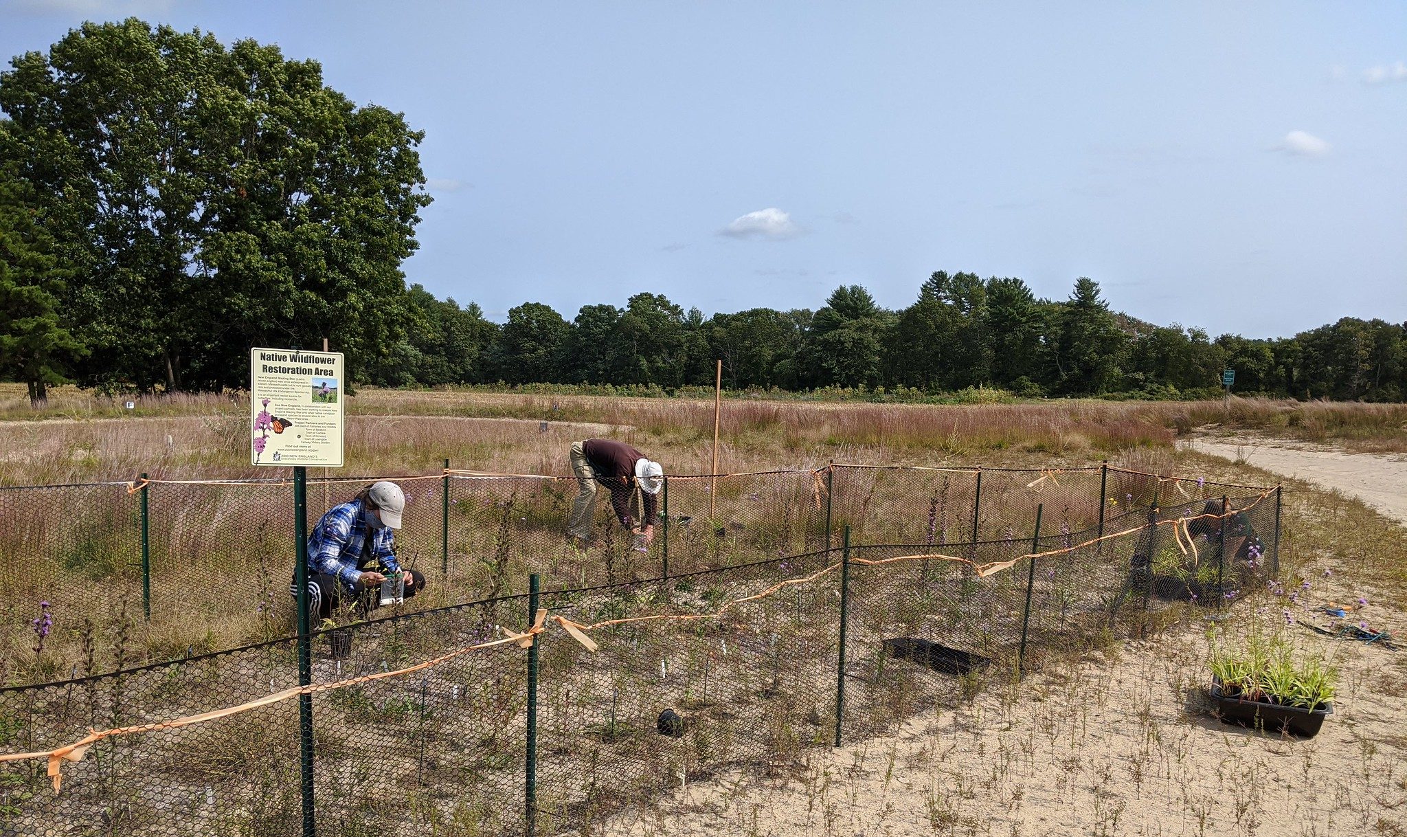 Image of Cara McElroy (ZNE Field Conservation Department) and volunteers Warren Lyman and Jacqueline Edgett planting 2 year-old New England blazing stars in both fenced and unfenced plots at one of Zoo New England's reintroduction sites (Foss Farm, Carlisle - 2020). Photo: Bryan Windmiller