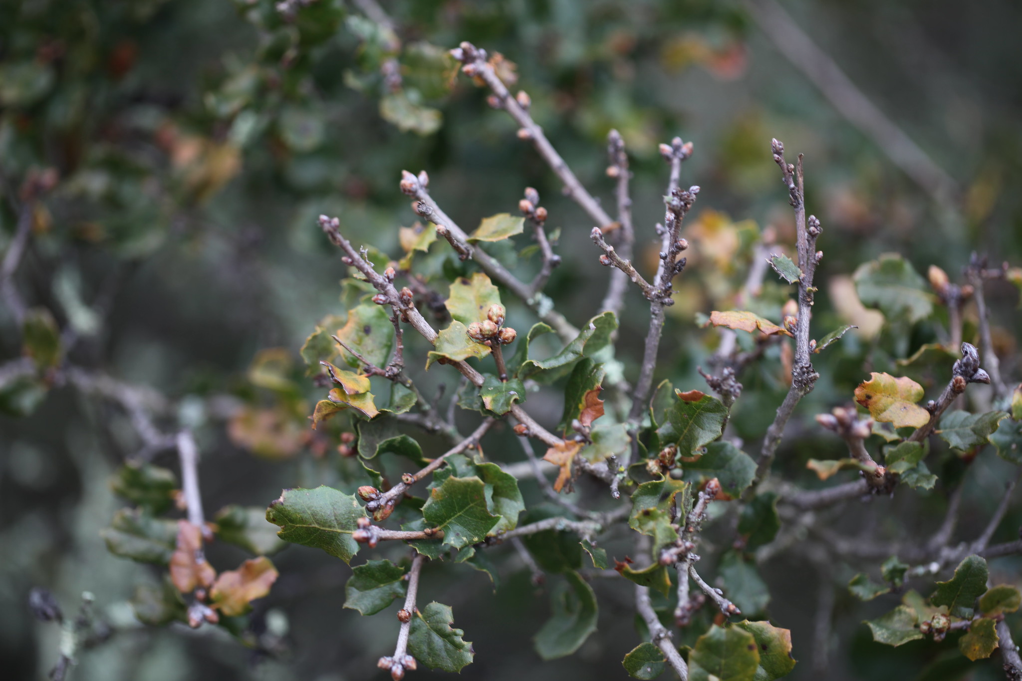 Image of Quercus dumosa.