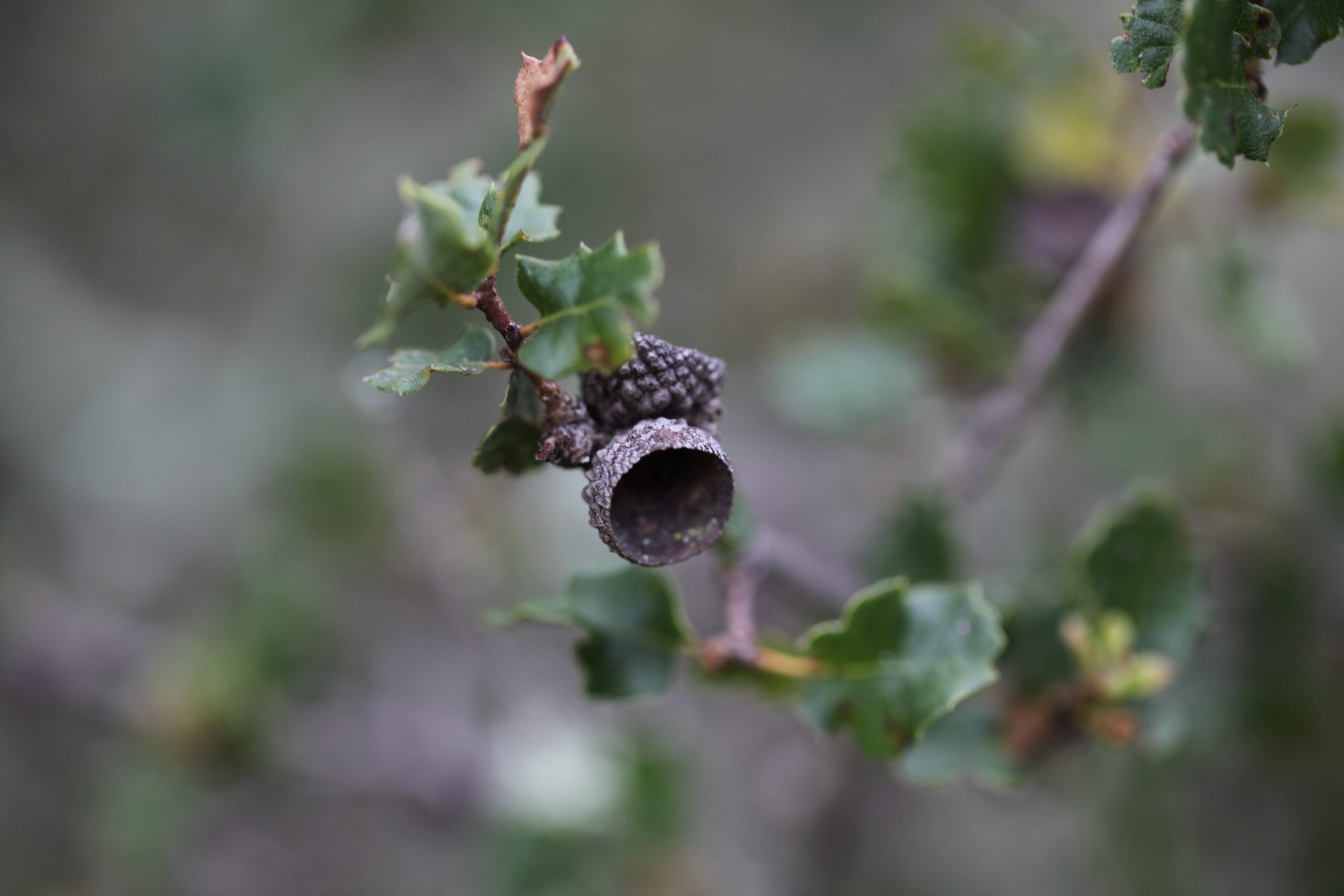 Image of Quercus dumosa caps after the acorn has fallen. Photo by Caroline Iacuaniello.