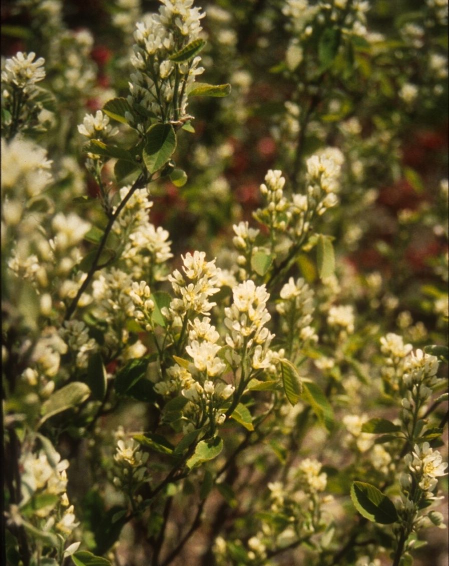 Image of blooming Nantucket Shadbush (Amelanchier nantucketensis)