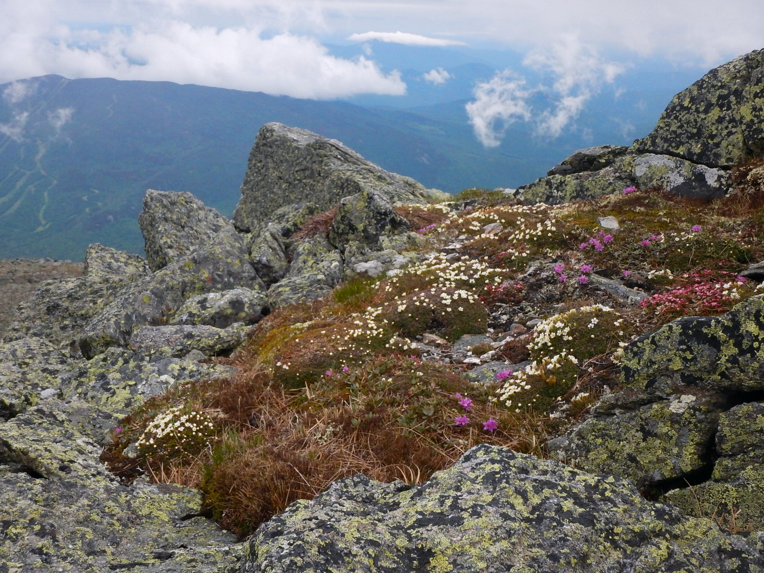 Alpine Sub-Alpine. Phot by Liza Green courtesy of Native Plant Trust