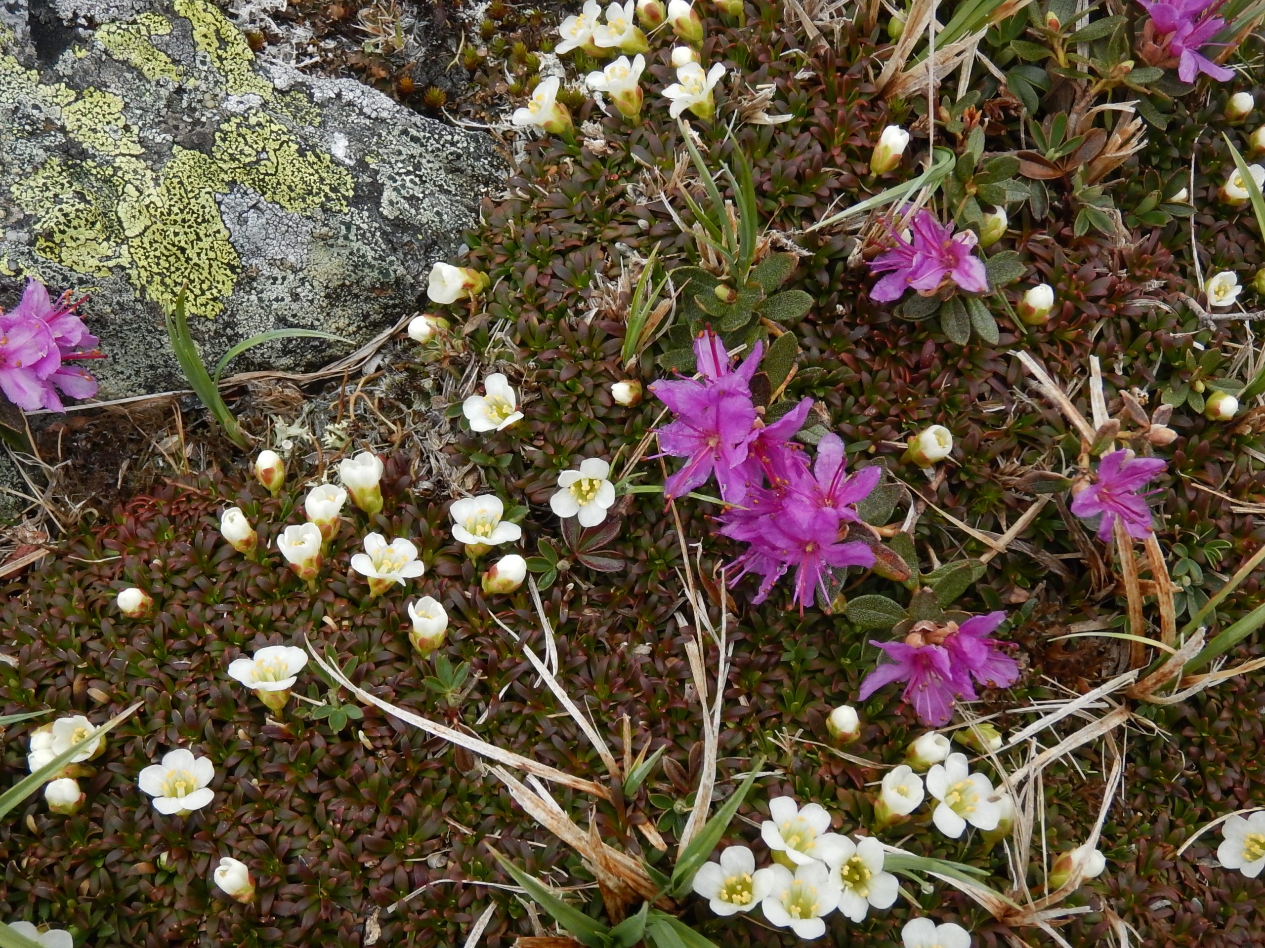 Image of Diapensia lapponica and Rhododendron lapponicum.