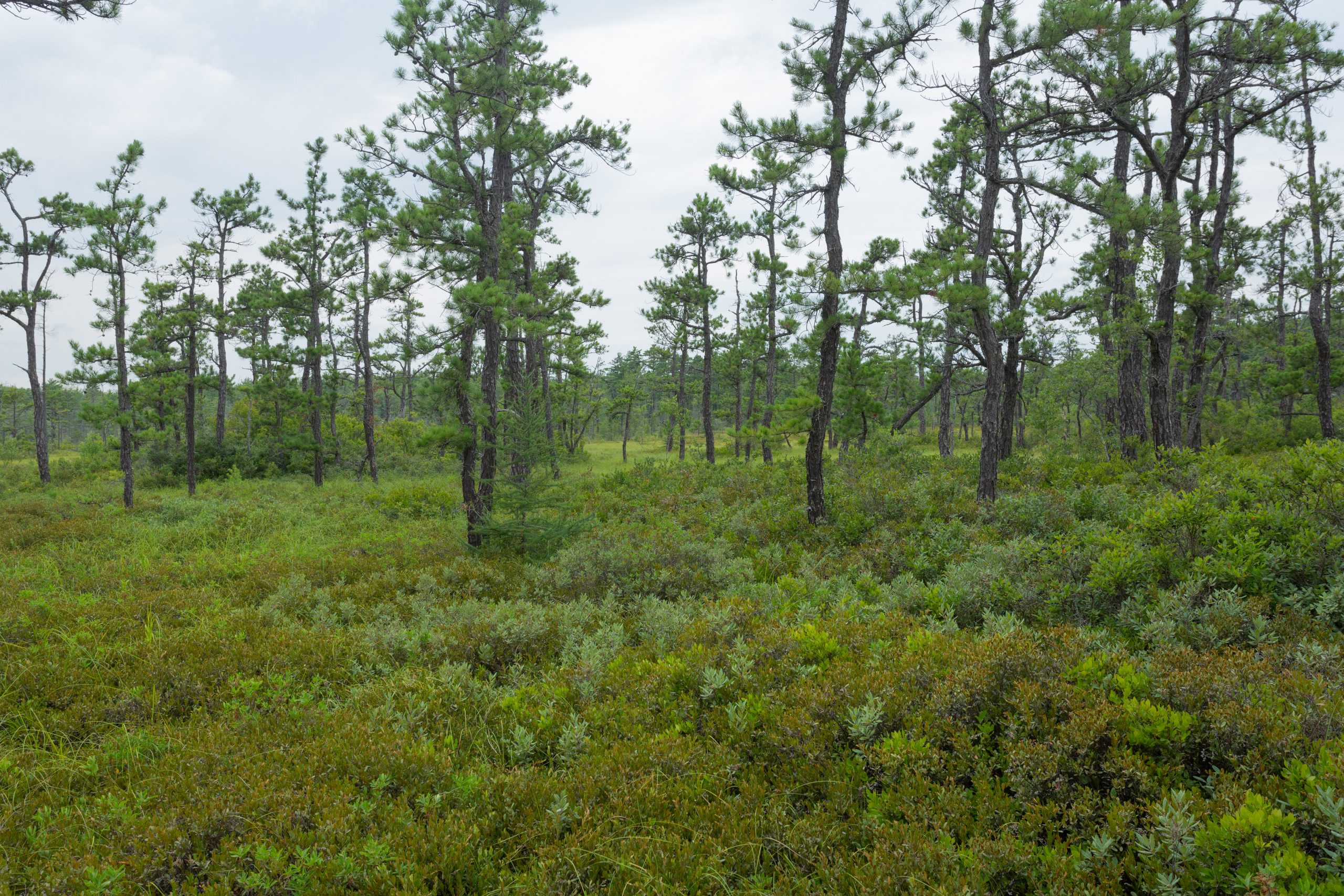 Image of Saco Heath, Saco, ME. Image courtesy of Native Plant Trust.