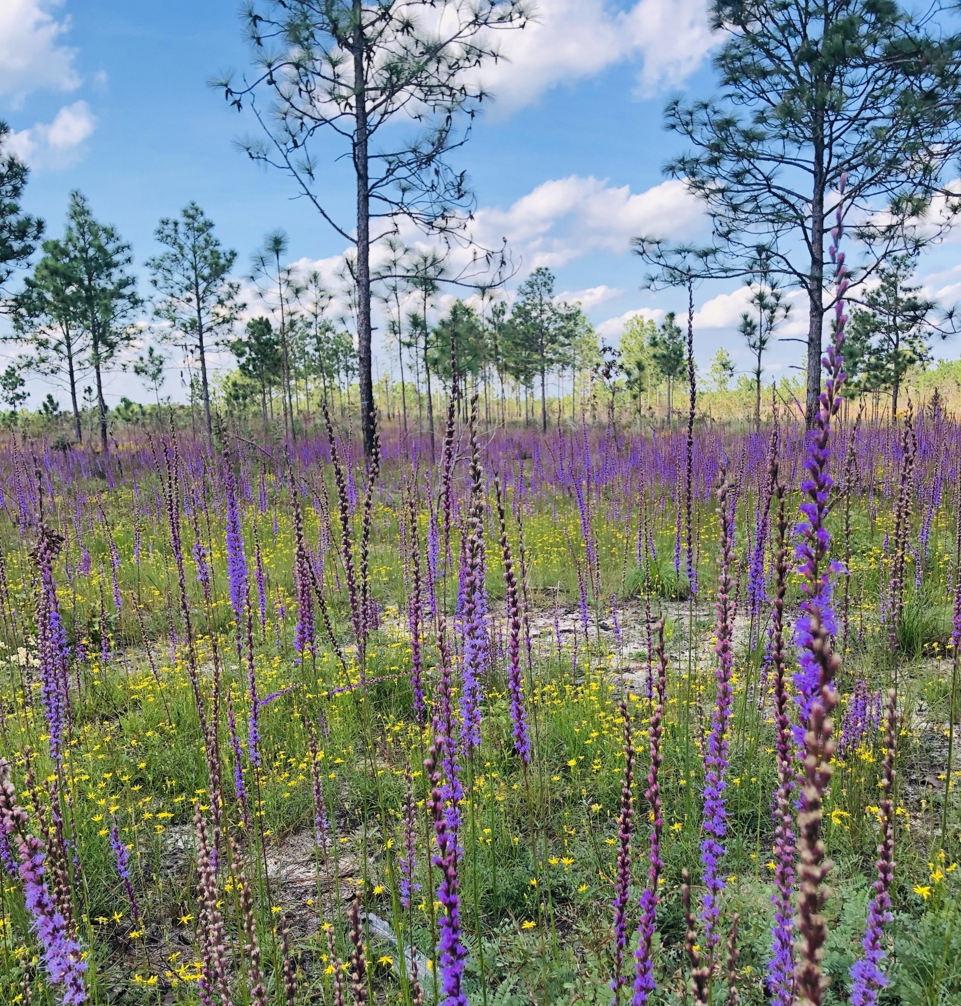 Taking second place in CPC's first ever photo contest, Lila Uzzell from Atlanta Botanical Garden, shared the exploding field of scrub blazing star (Liatris tenuifolia) that popped up following a 2019 prescribed fire on the Georgia Fall Line Sandhills.
