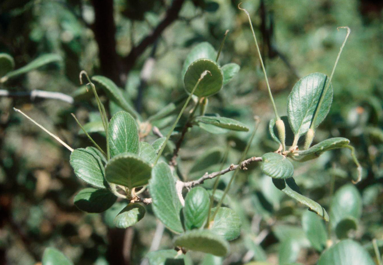 The Catalina Island mountain mahogany (Cercocarpus traskiae) is considered to be one of the rarest shrubs in the continental United States. Photo credit: Michael Wall.