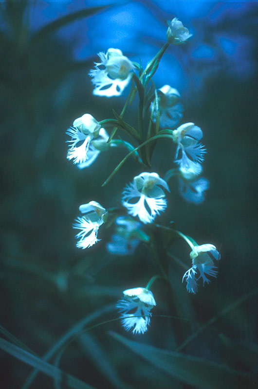 The Eastern prairie fringed orchid has declined in the United States by more than 70 percent from original county records. This decline is due mainly to habitat loss for cropland and pasture. Photo credit: Pati Vitt.