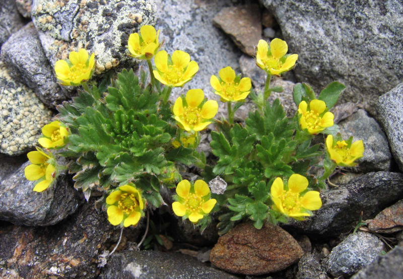Potentilla robbinsiana is a long-lived, dwarf, alpine perennial.