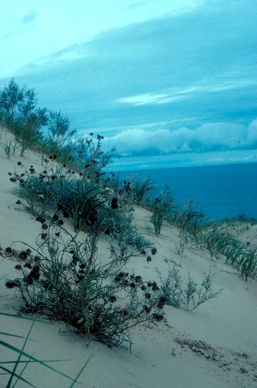 Pitcher’s thistle is found only on the open sand dunes along the shores of the western Great Lakes. Photo credit: Brian Parsons.
