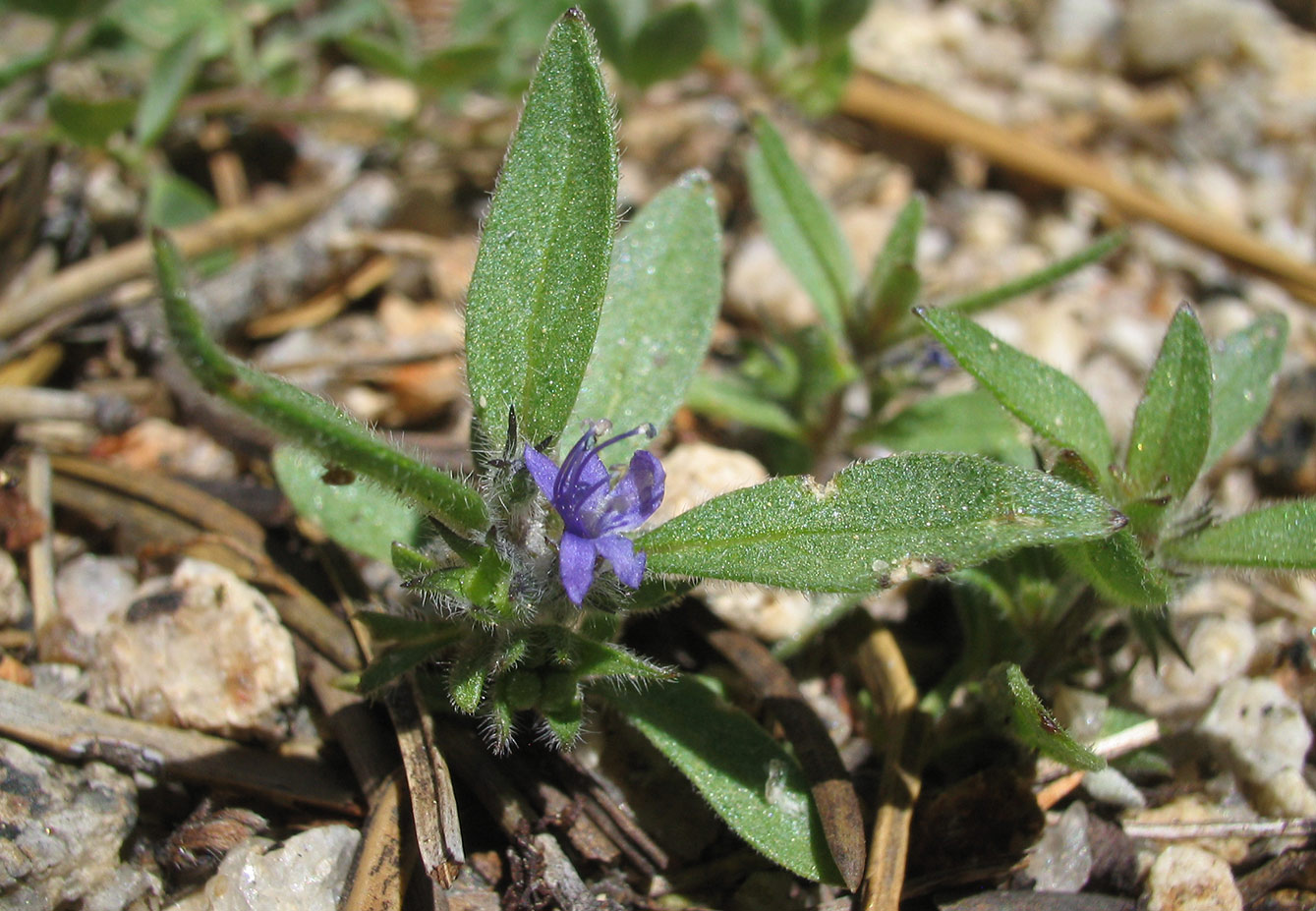 Hidden Lake blue curls (Trichostema austromontanum subsp. compatcum) is known to occur at one location in the world, in the San Jacinto Mountains in Riverside, County.