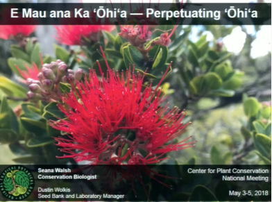 Screenshot of E Mau ana Ka 'Ohl'a - Perpetuating 'Ohi'a video