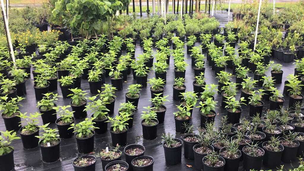 collections-of-rare-plants-Fairchild-Tropical-Botanic-Garden