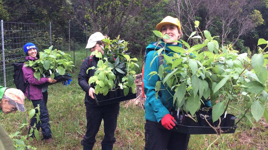 Using the Conservation Collection for Reintroductions