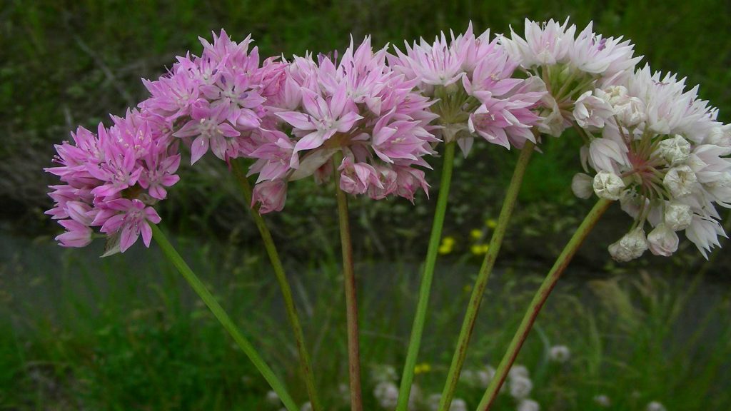 Allium-amplectens-diversity