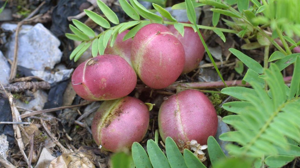 Astragalus-bibullatus-in-fruit
