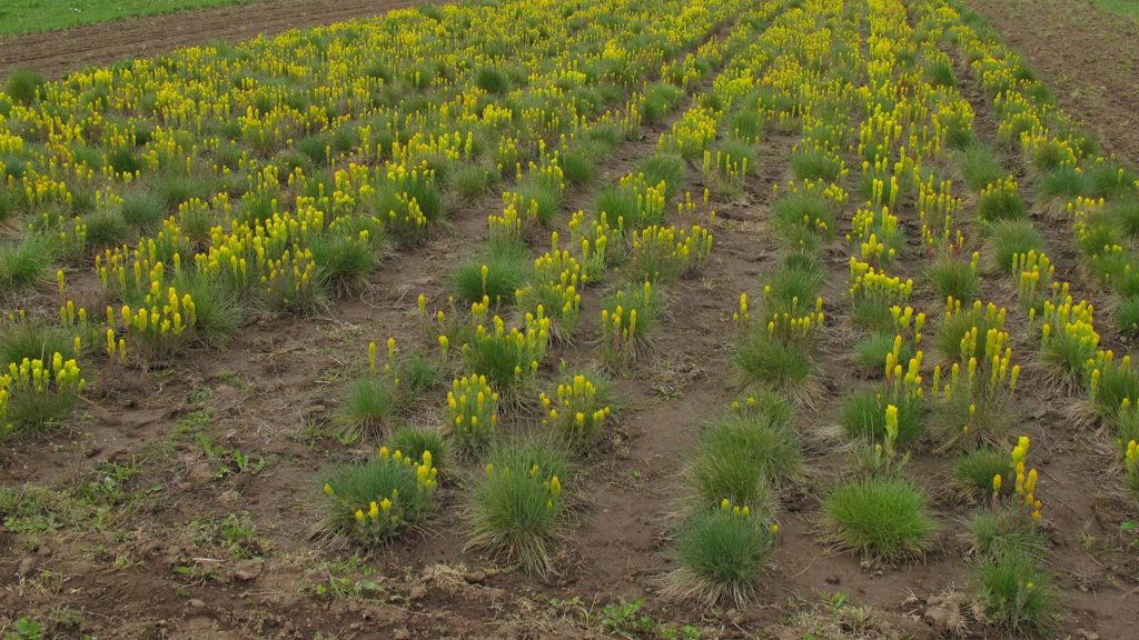 Golden-paintbrush-in-agricultural-seed