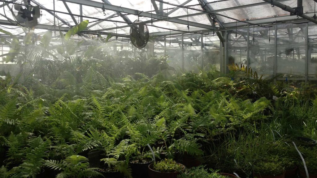 Propagating-ferns-at-Fairchild-Tropical-Botanic-Garden