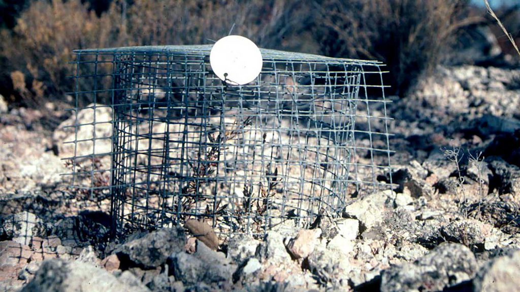 caged-Purshia-subintegra-seedlings