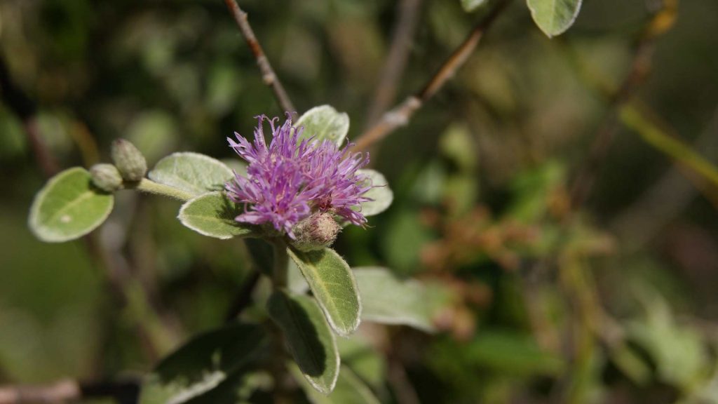 vernonia-proctorii-flower