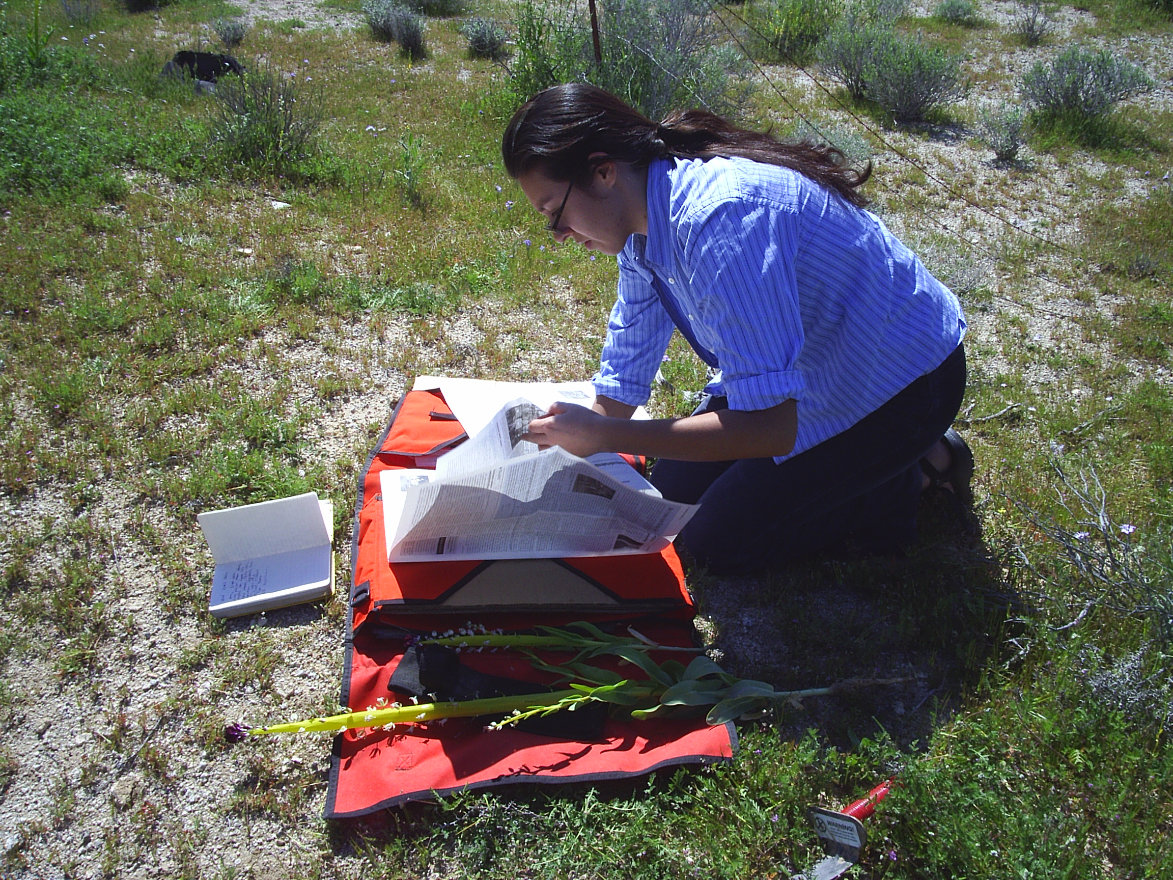 With a master’s thesis project conducting a floristic inventory of a biodiversity rich region in southern California, Naomi pressed many, many plants, such as this desert candle (Caulanthus inflatus) found off Highway 395.