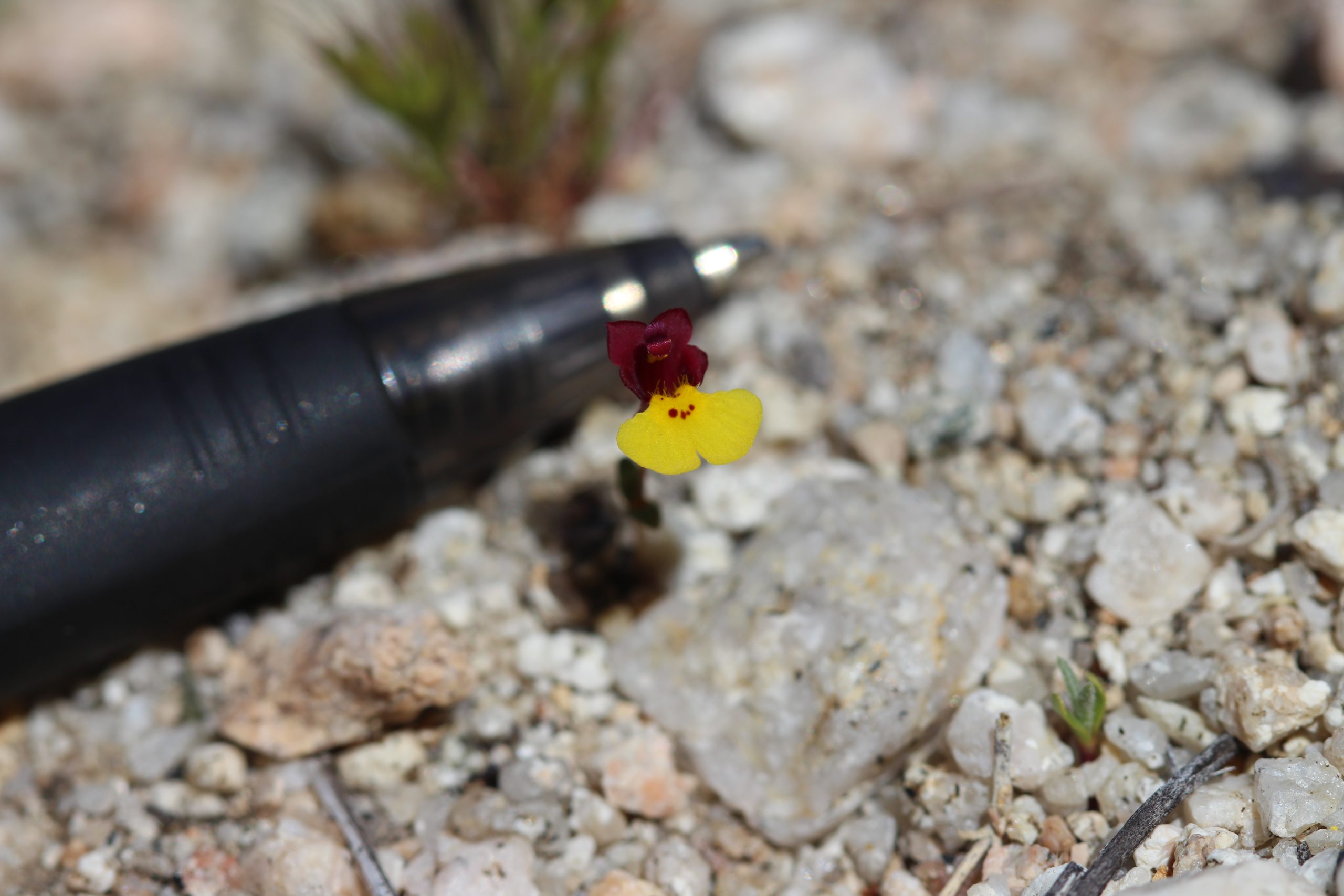 The inspiration for Naomi’s dissertation work: the rare (and petite) Kelso Creek monkeyflower (Erythranthe shevockii).