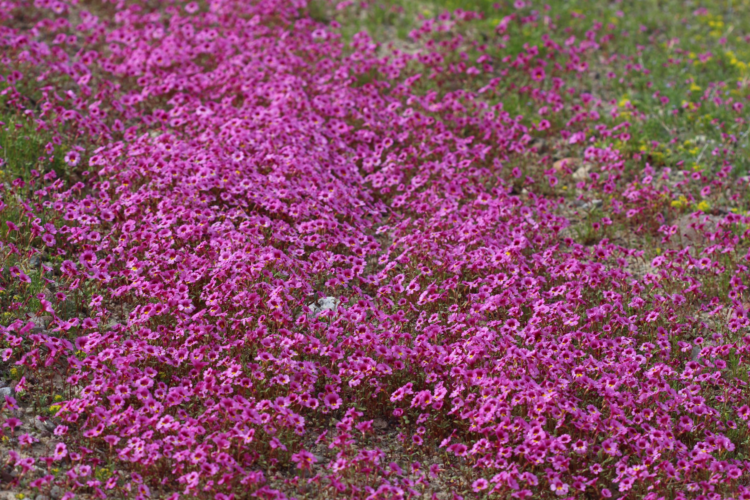 Red rock canyon monkey flower (Erythranthe rhodopetra)