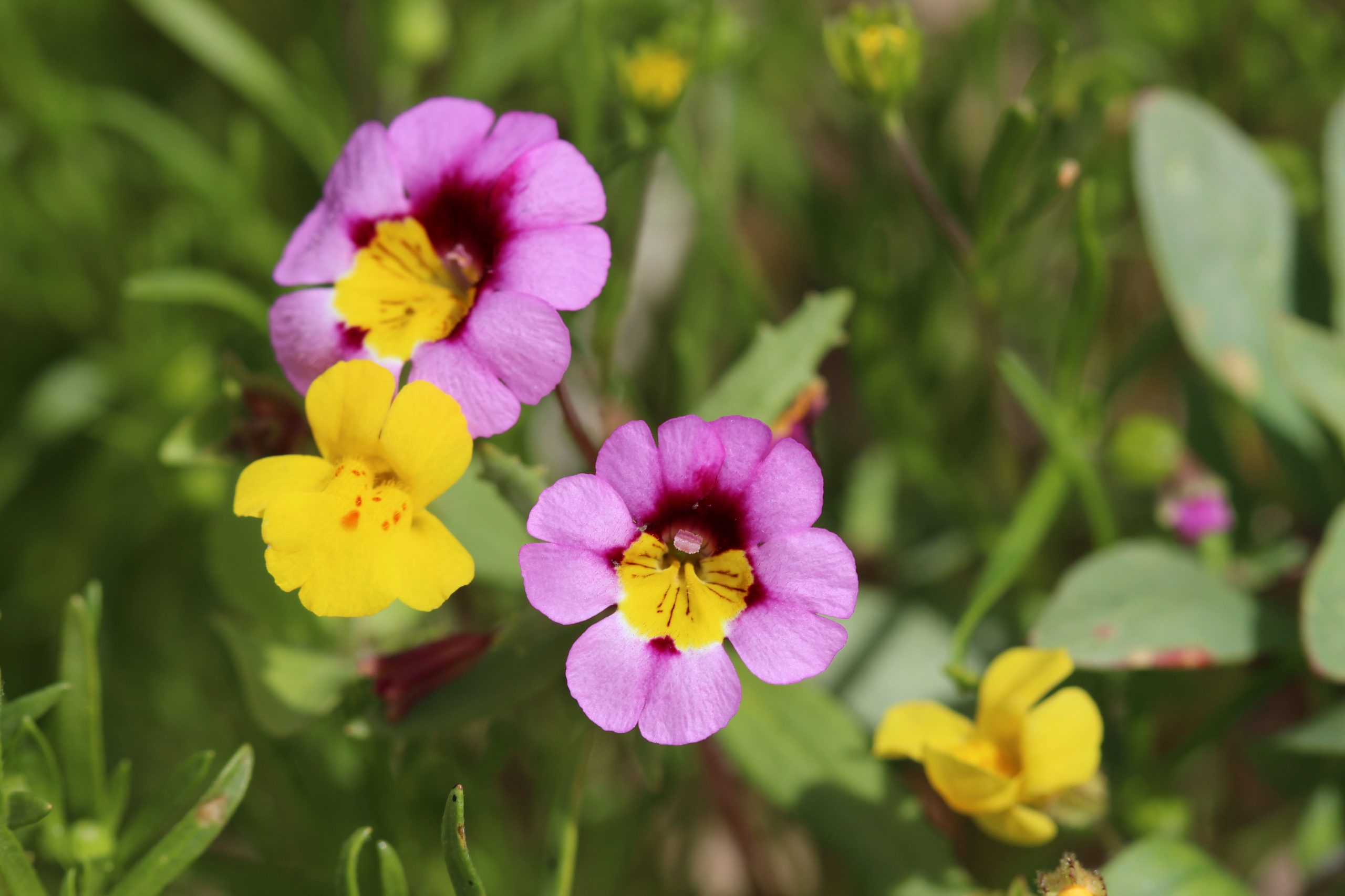 In Red Rock Canyon State Park, Red Rock Canyon monkey flower (Erythranthe rhodopetra) can be found with small-leaved monkey (E. microphylla).