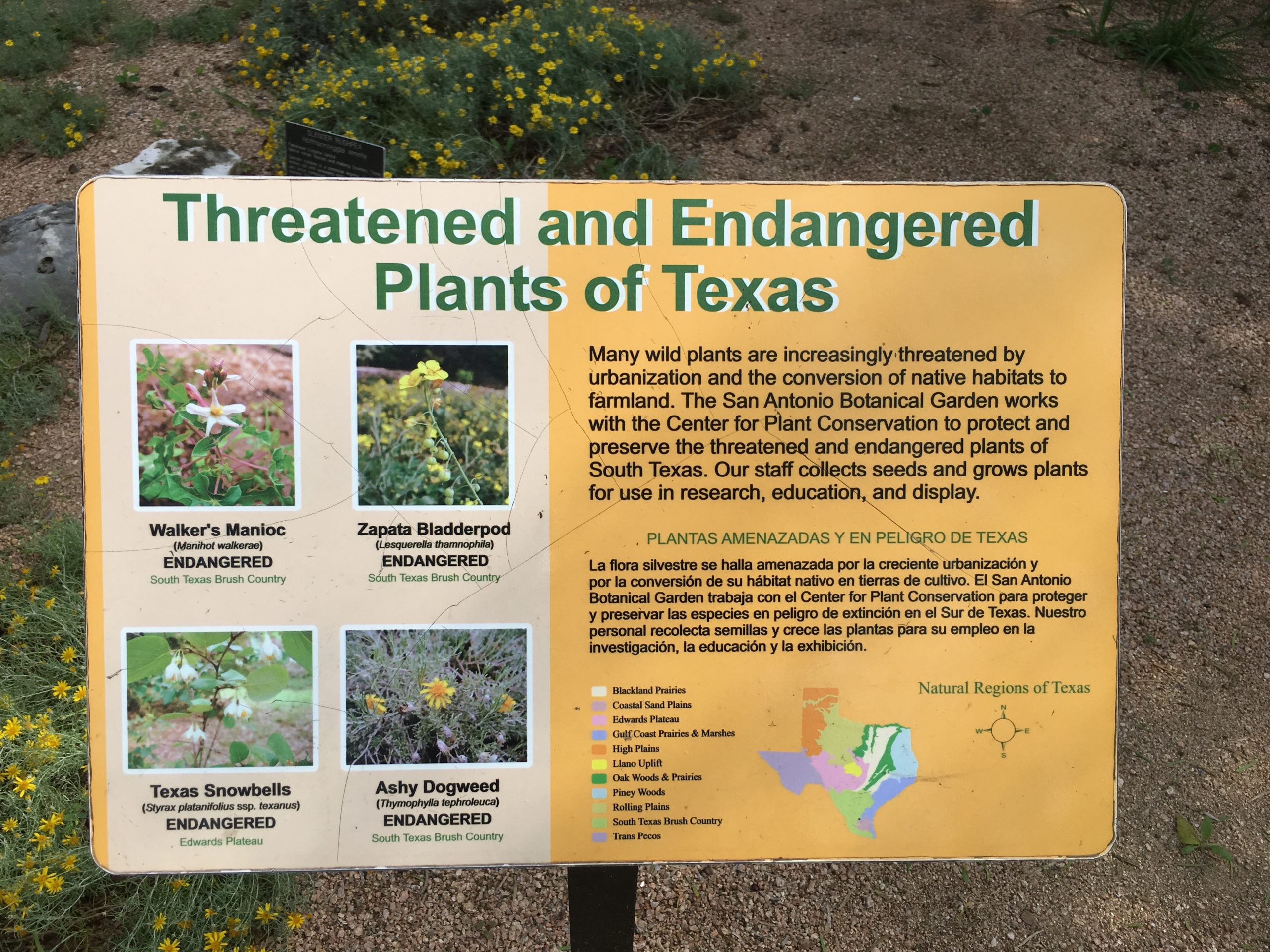 Threatened and Endangered Native plant display at the San Antonio Botanical Garden in San Antonio, TX