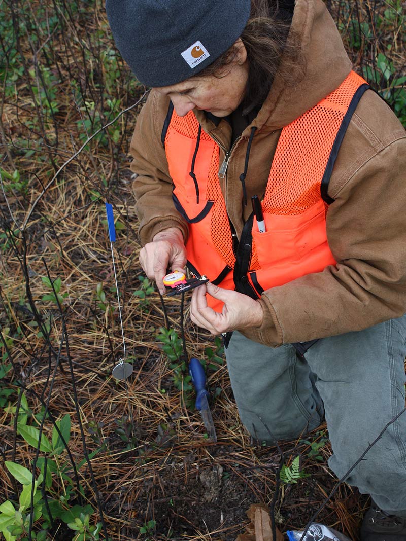 Photo of Janet Gray (DoD) measuring Lilium pyrophilum bulbs