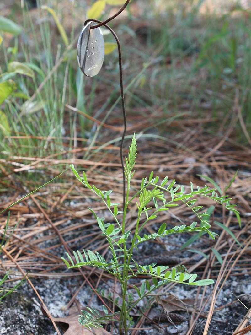Photo of reintroduced Astragalus michauxii