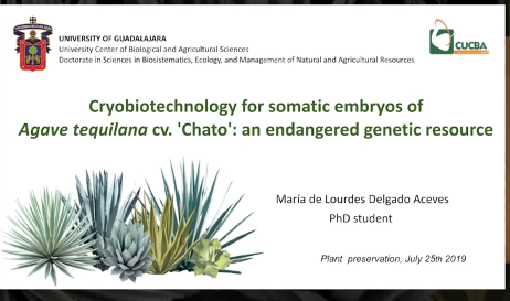 Screenshot of Cryo Biotechnology for Somatic Embryos of Agave Tequilana Cv. Chato: An Endangered Genetic Resource video