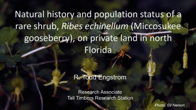 Screenshot of video Natural History and Population Status of a Rare Shrub, the Miccosukee Gooseberry, on Private Land in North Florida