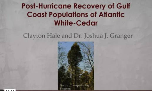 Screenshot of Gulf Coast Atlantic White-Cedar Recovery Post Hurricane Disturbance video.