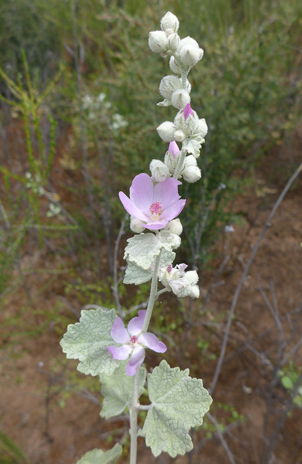 Heller’s bush mallow with identifying characteristics