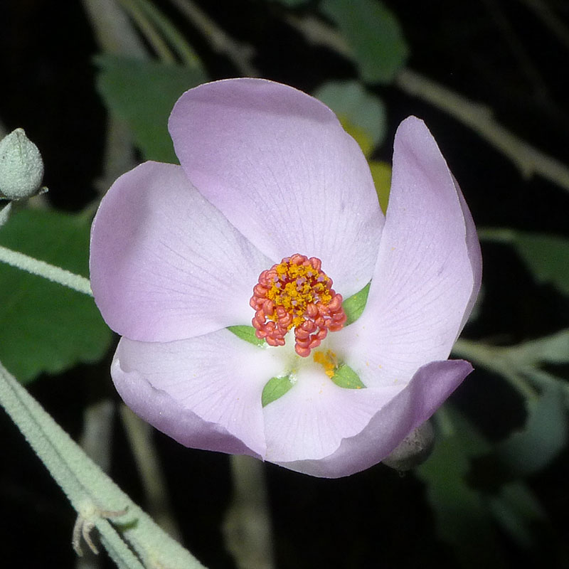 Nuttall's bush mallow in bloom