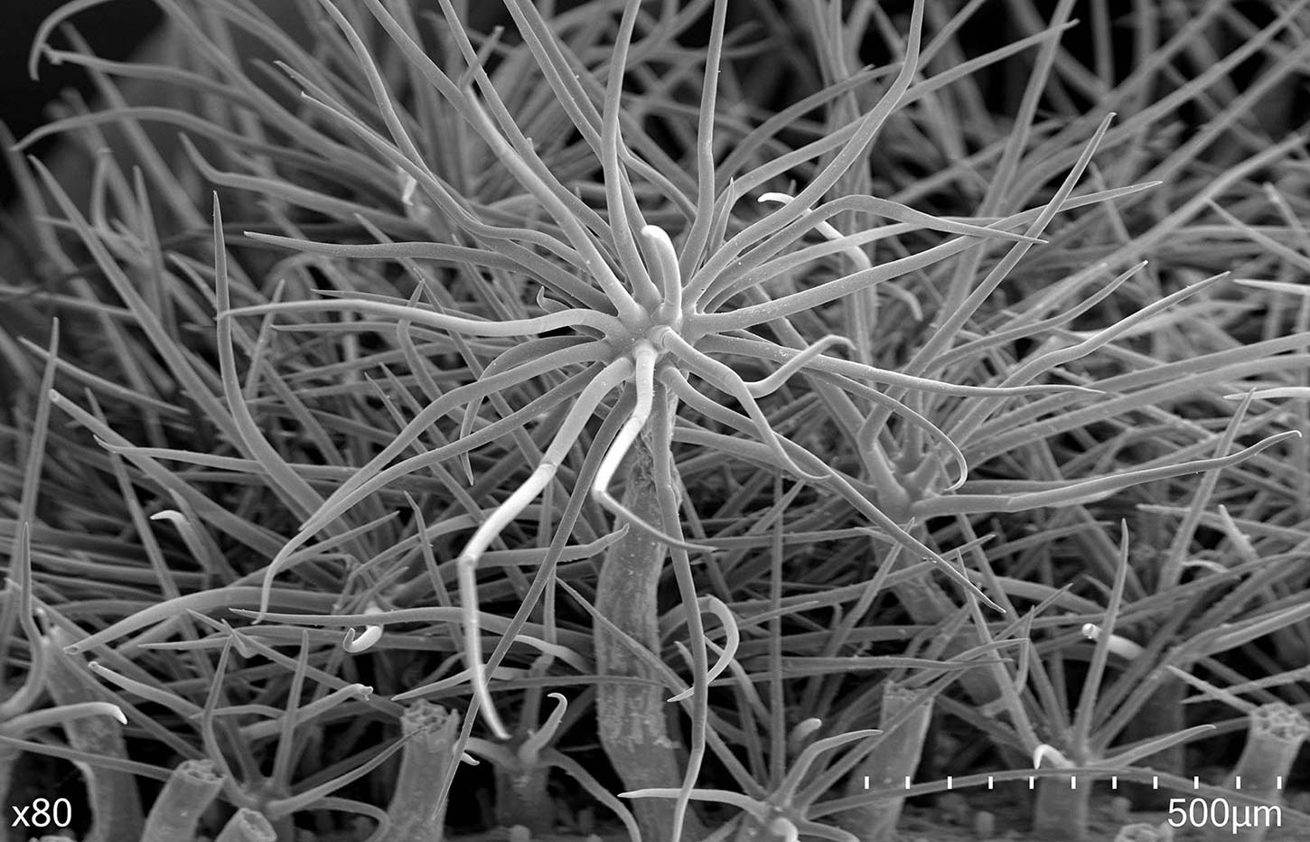 Scanning electron micrograph of Malachothamnus aboriginum