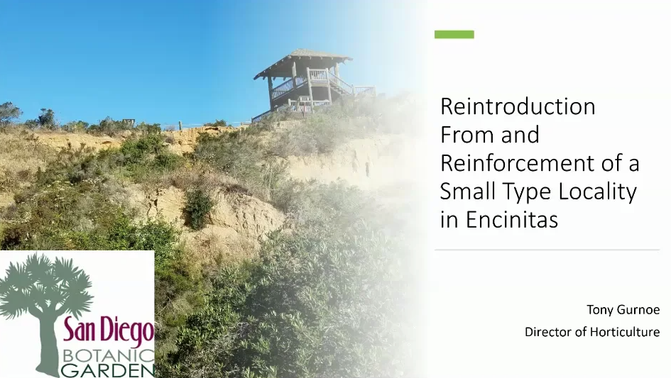 Screenshot of Reintroduction from and Reinforcement of a Small Type locality in Encinitas, San Diego video.