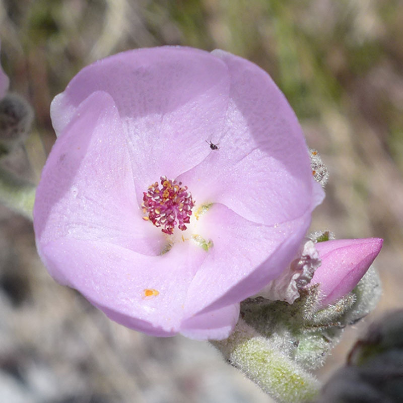 Tehachapibush mallow