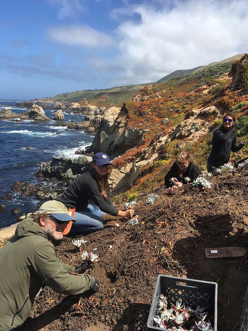 Brett Hall (left) leads students Breanna Rodgers, Lauren Tomlinson, and Samantha Spurlin in replanting illegally poached dudleyas (Dudleya caespitosa) back to their native site along the northern Big Sur coast. Photo credit: Lucy Ferneyhough, courtesy of University of California Santa Cruz Arboretum.