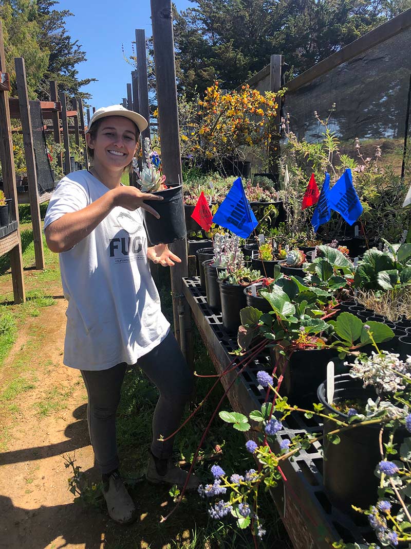 Students in the Interactive Ecology course take on a variety of activities. Here, Gina selects dudleya specimens to plant in the California Conservation Garden. Photo credit: Brett Hall, courtesy of University of California Santa Cruz Arboretum.