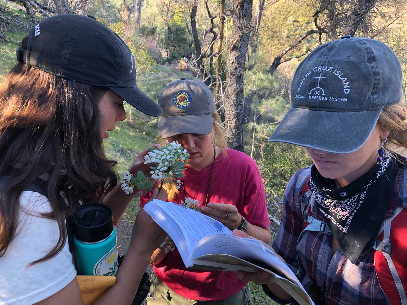 Students Camryn, Tori, and Lucy key out Manzanitas at Henry Coe State Park. Practical field experience and field identification are important skills taught in the course. Photo credit: Brett Hall, courtesy of University of California Santa Cruz Arboretum.