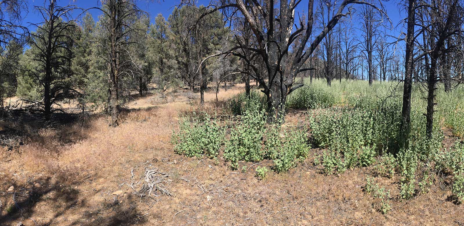 Area where Malacothamnus germinated after fire