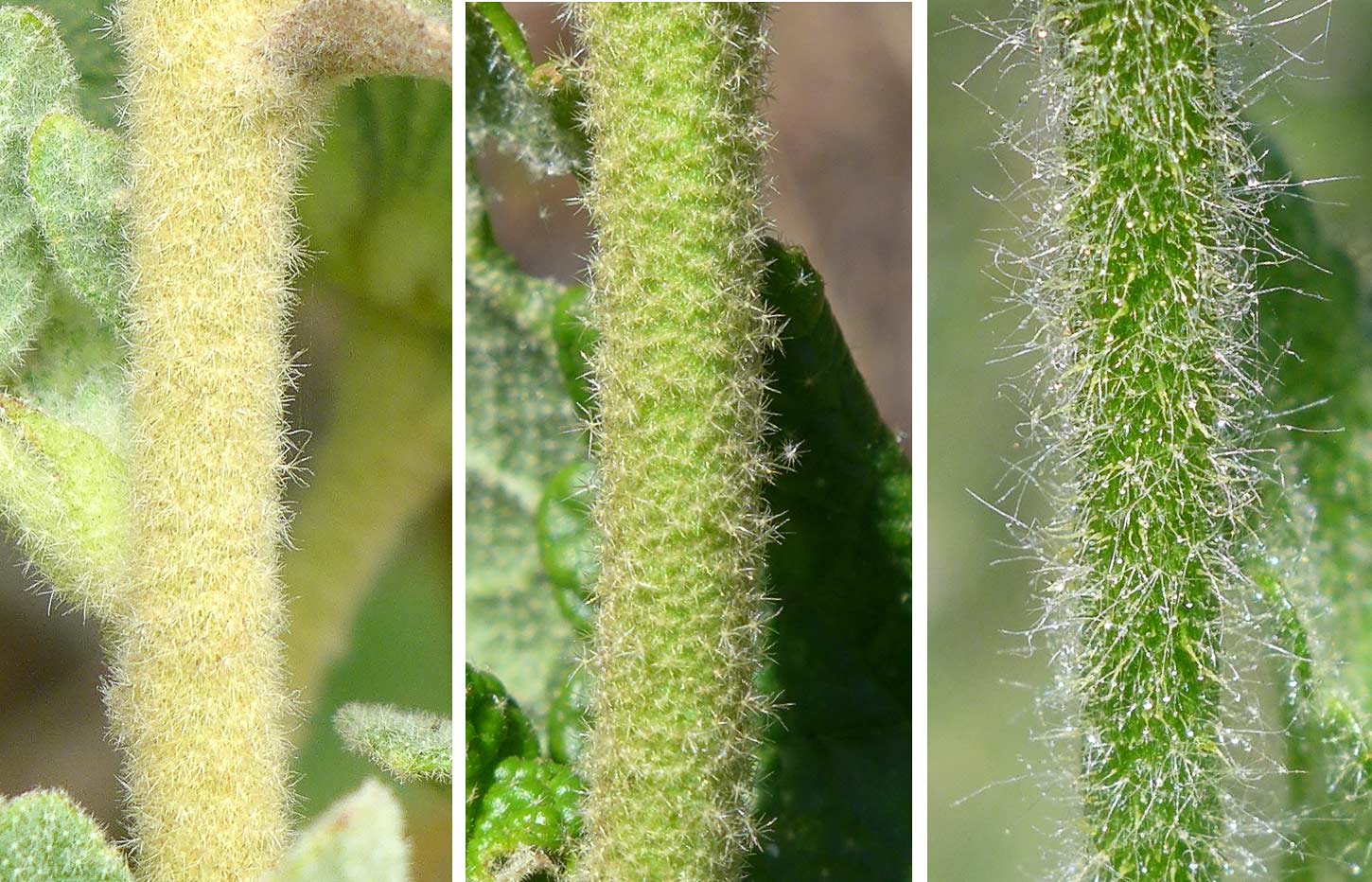 Trichome types in three mallow species