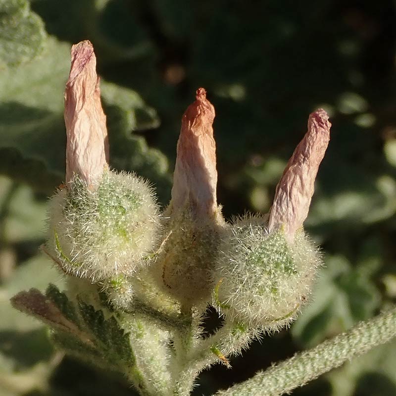 Closed malacothamnus flowers