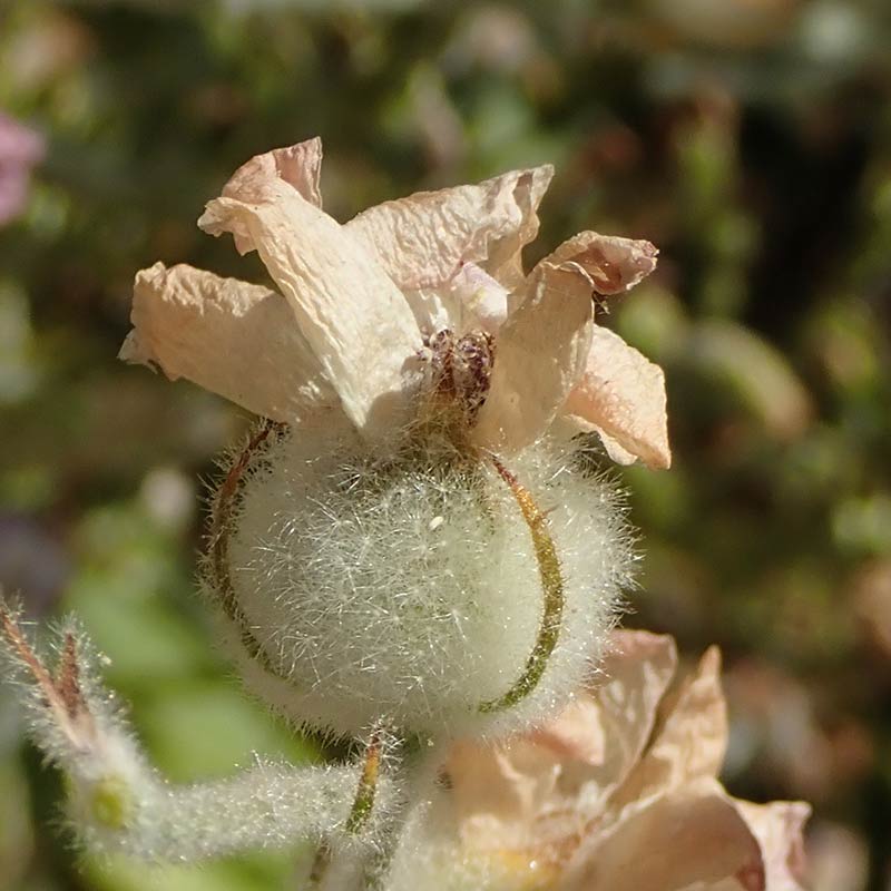 Open Malacothamnus dried flower