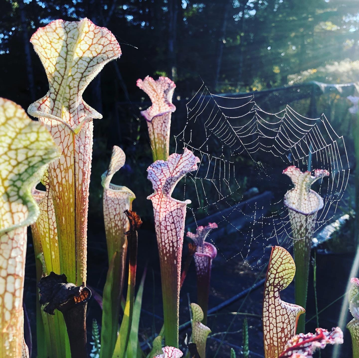 Sarrecenia with spider web