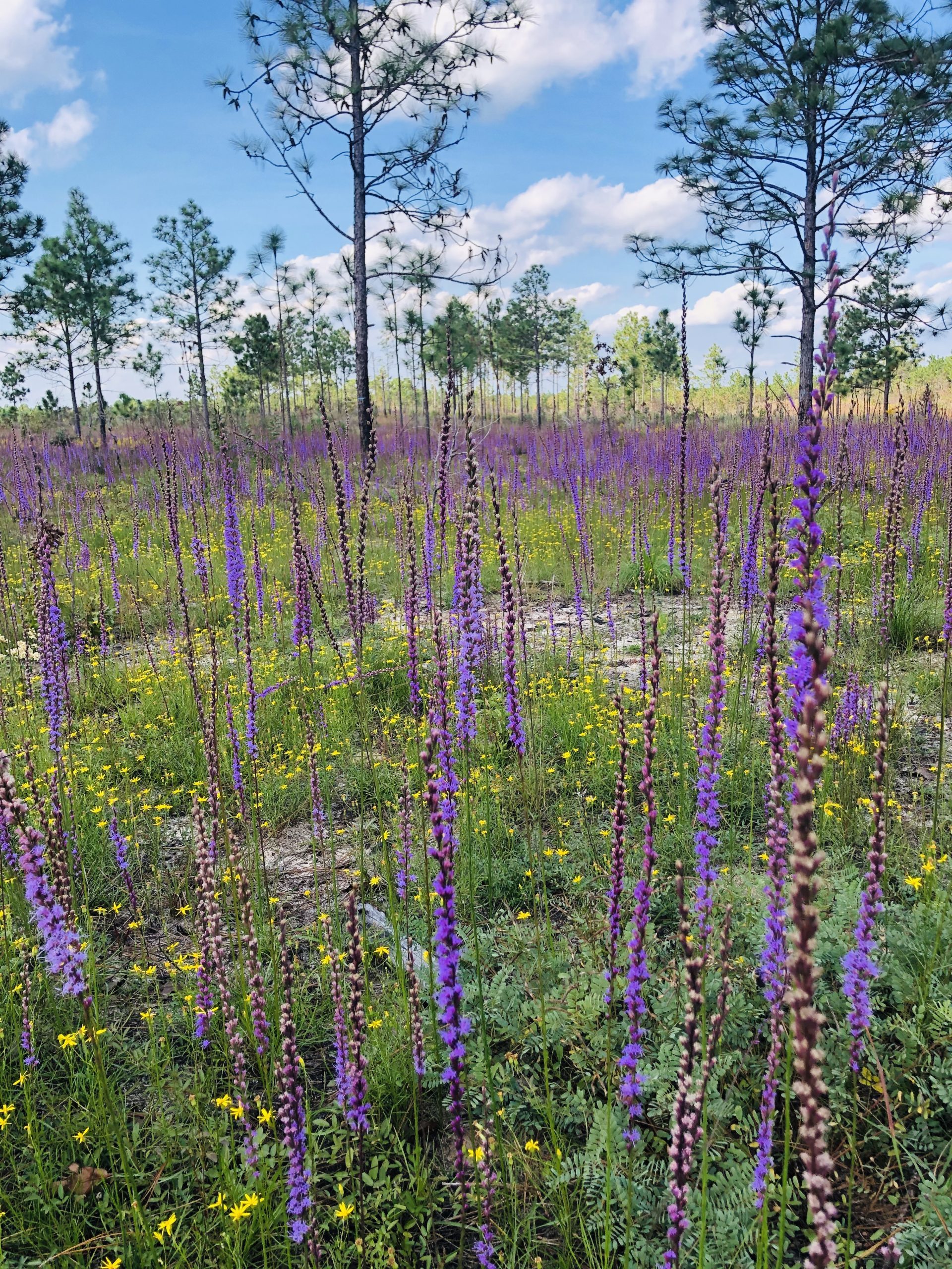 Field of scrub blazing star