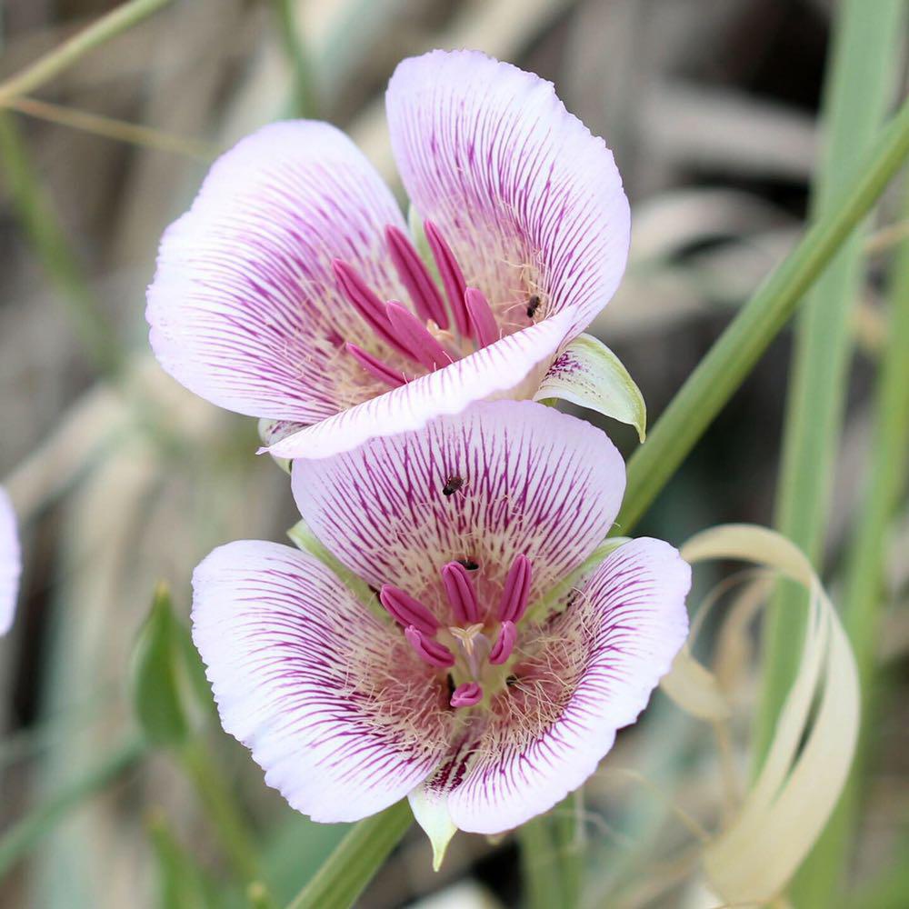 Calochortus striatus