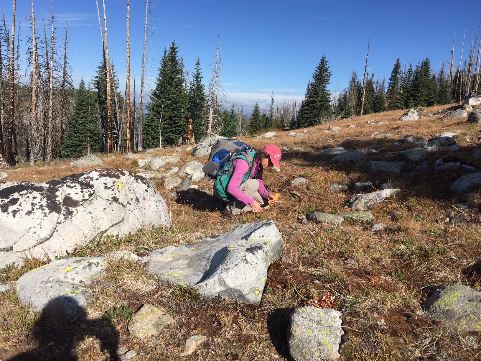 Wendy’s current position gets her out in the field and doing the hands-on conservation management that she sought after her environmental engineering career. Photo credit: Stacy Kinsell, courtesy of University of Washington Botanic Gardens.